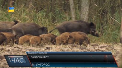 Охорона лісу