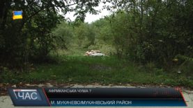 Африканська чума?