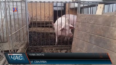 Більше 500 тис. грн. втратив свалявський фермер через АЧС