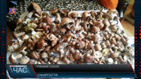 Сезон грибів у розпалі
