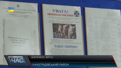 Виноградіщина «на карантині» через вірус АЧС