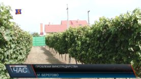 Проблеми виноградарства