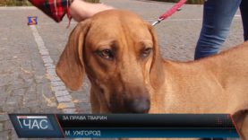 За права тварин