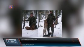 Рахівський лісник знайшов рись вже вбитою – кажуть лісники