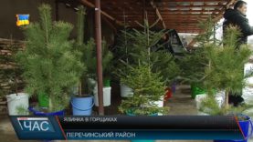 Ялинка – в горщиках. Акція від лісівників