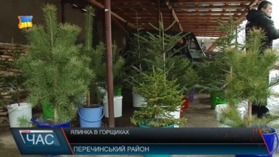 Ялинка – в горщиках. Акція від лісівників