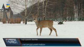Як підгодовувати лісових тварин