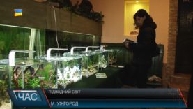 Підводний світ. Виставка-конкурс мініатюрних акваріумів