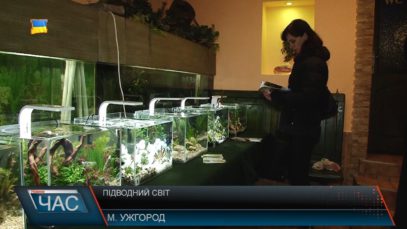Підводний світ. Виставка-конкурс мініатюрних акваріумів