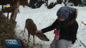 Спільна домівка для косуль
