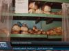 Благодійна акція «Підвішений хліб», вже другий рік діє в Іршавському селі Доробратово
