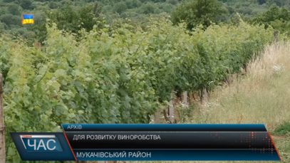 Для розвитку виноробства