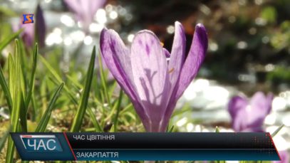 На Закарпатті настала пора масового цвітіння шафрану Гейфеля