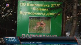 Облік лісових мешканців у Воловецькому районі