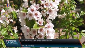 Краса природи.Сакури, які дають плоди