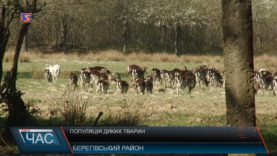 Популяція диких тварин