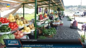 Ранні овочі – візитівка Закарпаття