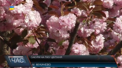 Сакури розквітли. Місто в цвіті.