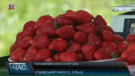 На Закарпатті розпочався сезон полуниці