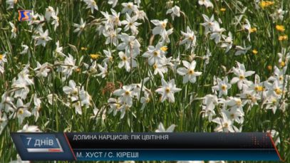 Нарцисова краса