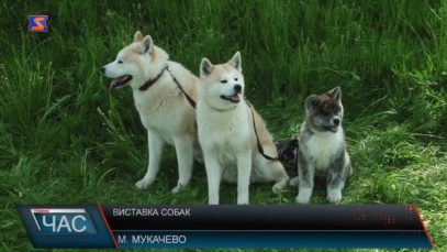 У Мукачеві пройшла обласна виставка собак усіх порід
