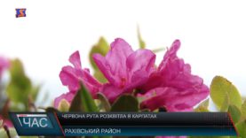 Червона рута розквітла в Карпатах