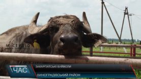На Виноградівщині працює буйволина ферма