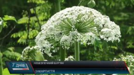 Небезпечний борщівник . В області нема жодної програми для боротьби з рослинами-шкідниками