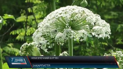 Небезпечний борщівник . В області нема жодної програми для боротьби з рослинами-шкідниками