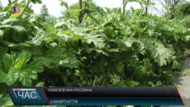 Обережно: борщівник!