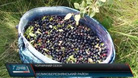 «Чорничні жнива» на полонинах