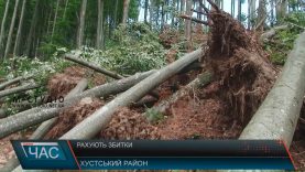 Хустські лісівники рахують дерева, повалені буревієм