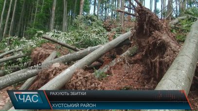 Хустські лісівники рахують дерева, повалені буревієм