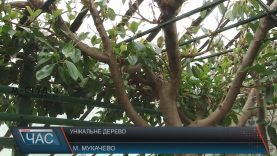 Мукачівці переймаються долею унікального дерева
