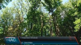 Століттями недоторкані ліси шукають на Свалявщині