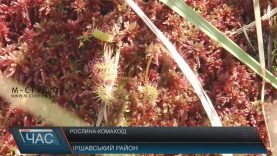 У парку “Зачарований край” розквітли хижі рослини