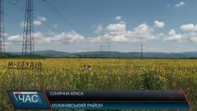 Закарпатські соняшникові поля – новий тренд соцмереж