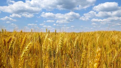 ce1abab2c7e9442fbf606088bf60835a