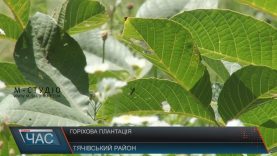 Горіхова плантація посеред дубового лісу з’явилася на Тячівщині