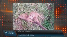 На Мукачівщині впіймали невідому тварину. Кажуть – чупакабра