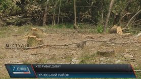 На Тячівщині безкарно вирубують дуби