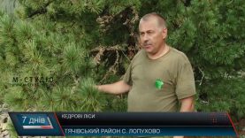 Незайманий кедровий ліс росте у серці Карпат на висоті 1400 метрів