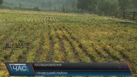 Самшит, червоні дуби та кедри ростять лісівники на Тячівщині