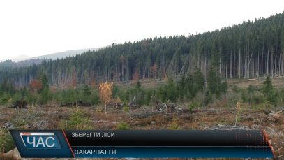 Закарпатські лісівники заперечують звинувачення британської організації