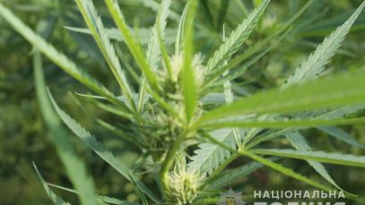 41667181_238354370132237_7572597821879091200_n