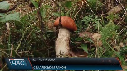 Грибний сезон на Закарпатті ще не розпочався: потрібні дощі