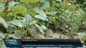 Великоберезнянські лісівники ростять молоді дерева у розсадниках