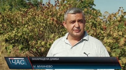 Заросла і засмічена: дамба на Латориці дошкуляє мукачівцям