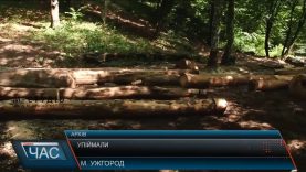 «Чорних лісорубів» на Закарпатті принесли державі збитків на півмільйона