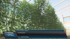 Цього року на Закарпатті вилучили майже півтора центнера наркотиків